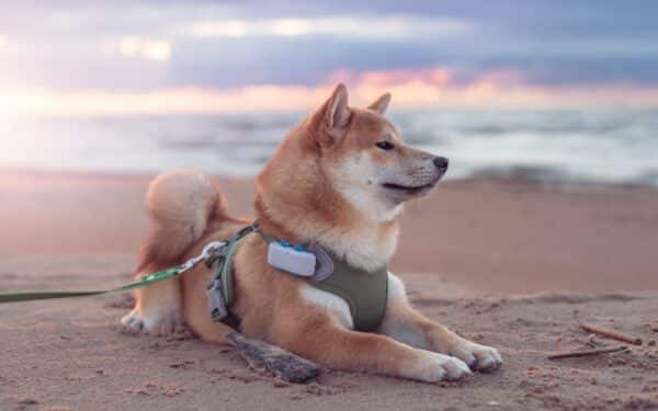 shiba inu puppy dog with collar tracker lying on the beach