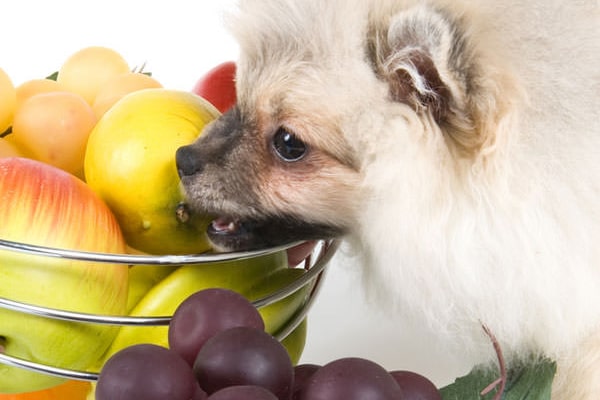 A dog with a bowl of exotic fruits.