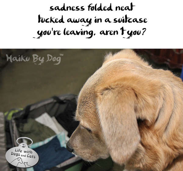 Haiku-by-Dog-Jasper-sad-suitcase