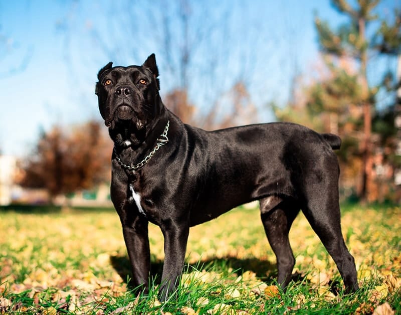 Cane Corso Dog: Breed Info, Pictures, Traits & Care – Dogster