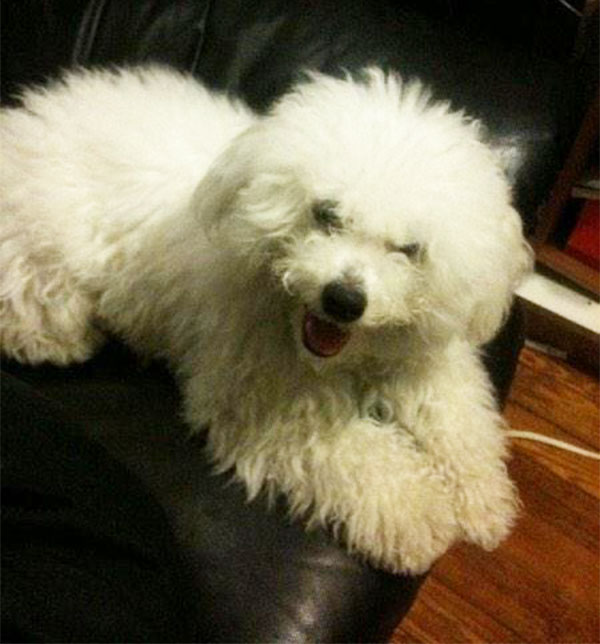 Brianna Wu's dog, Crash, died from brain inflammation on Sunday night.
