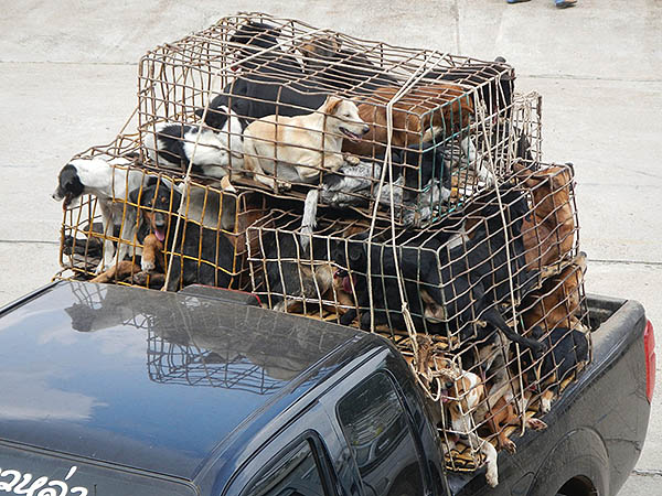 Dogs travel in overcrowded, stacked cages. They were later rescued.