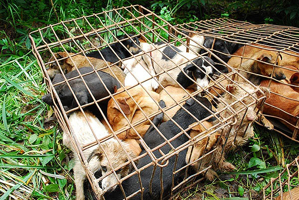 Dogs are crammed together into cages. All were later rescued.