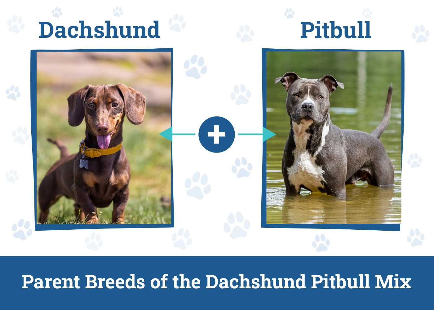 Parent Breeds of the Dachshund Pitbull Mix