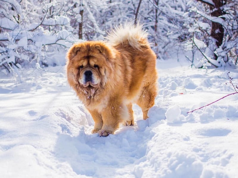 chow chow dog in snow