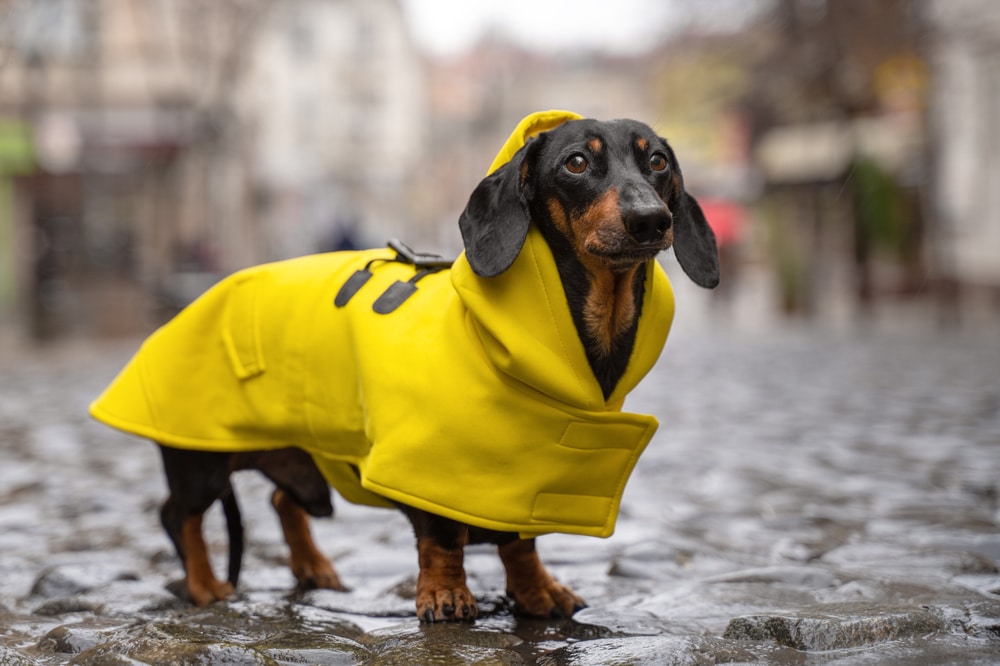 dachshund-dog-wearing-rain-coat