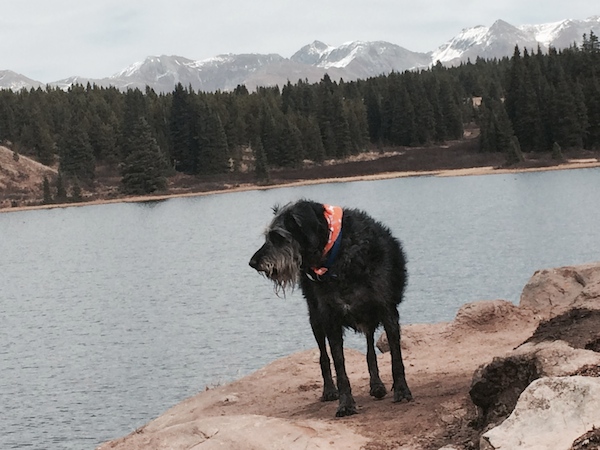 The mountains (or the city park!) are calling! Answer them with a good hike for Fido.