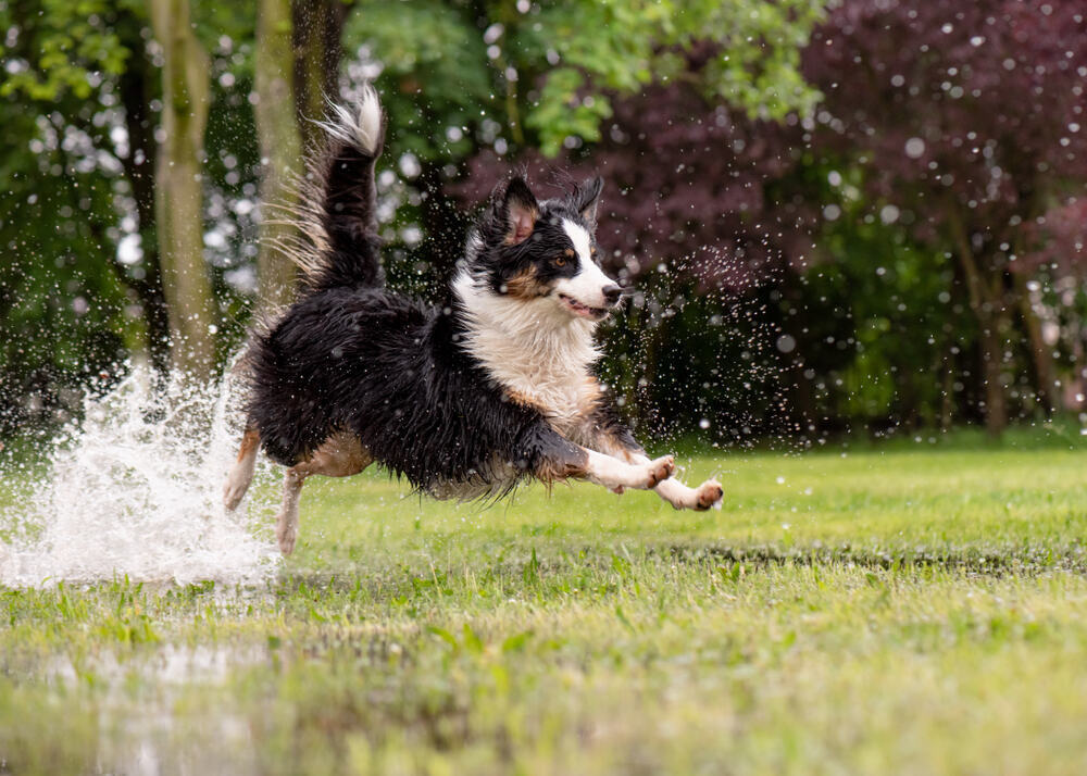 Australian-Shepherd-Dog-playing-on-green-grass-at-park-while-raining