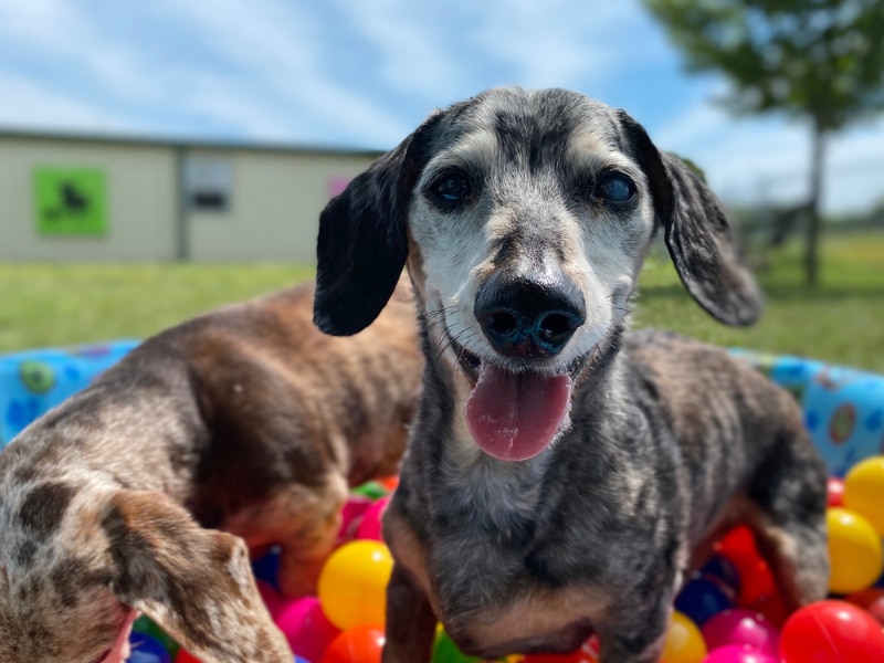 senior dogs playing in ball pit