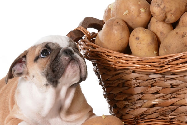 A puppy with a basket of potatoes.