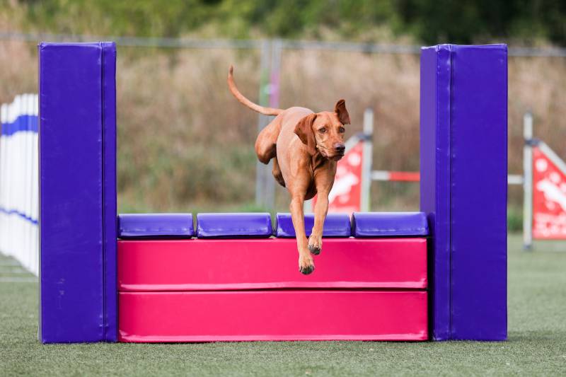 Fast and crazy sable red Hungarian Vizsla running dog agility course at outdoors competition