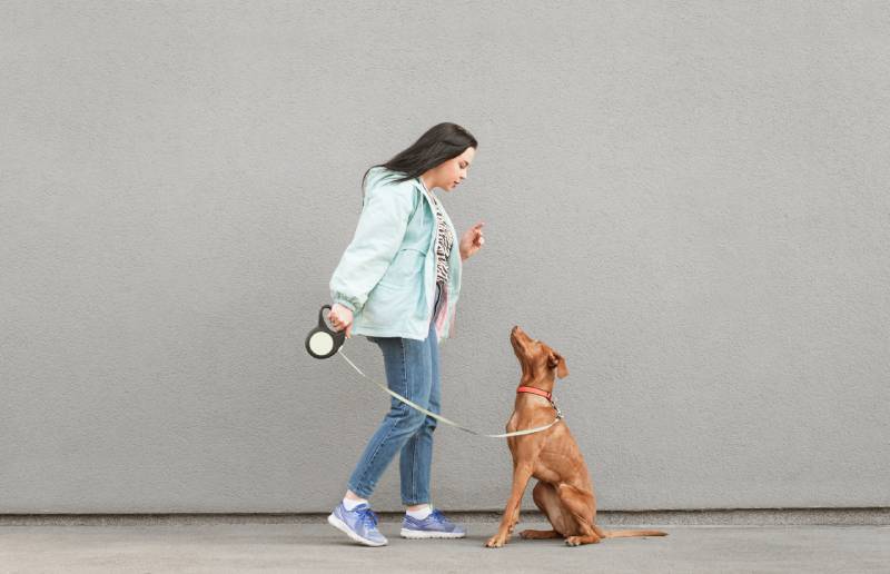 Girl trains a beautiful dog against a gray wall background