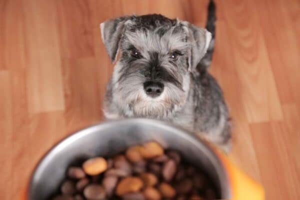 Schnauzer puppy dog eating tasty dry food from bowl