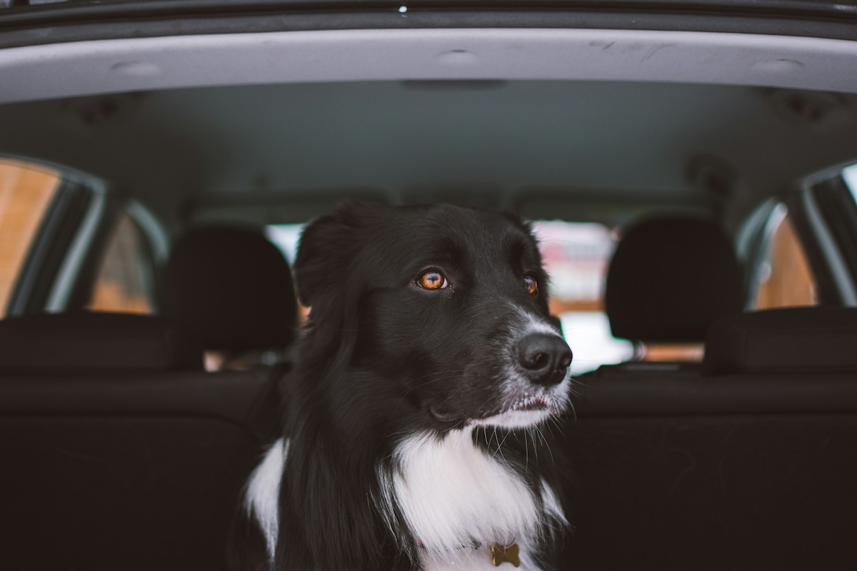 black and white dog sitting in back of car