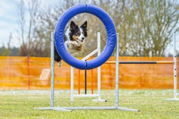 border collie dog mastering obstacles at an outdoor agility training arena