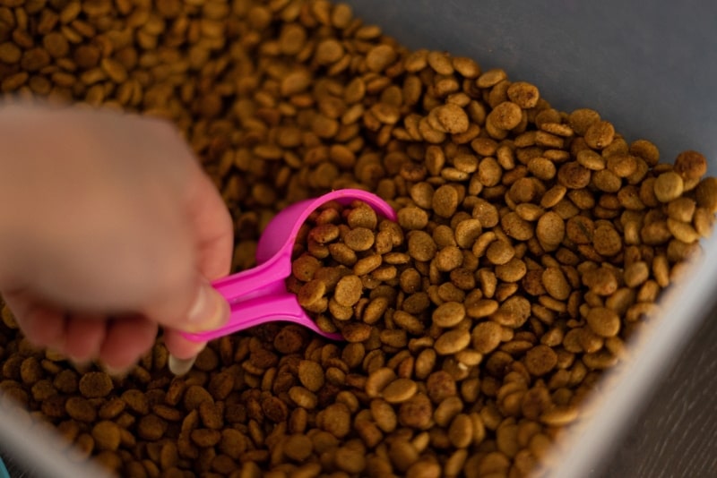 female hand scooping up a portion of dry dog food