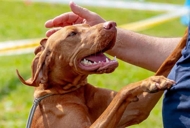 vizsla dog playing with owner outdoors