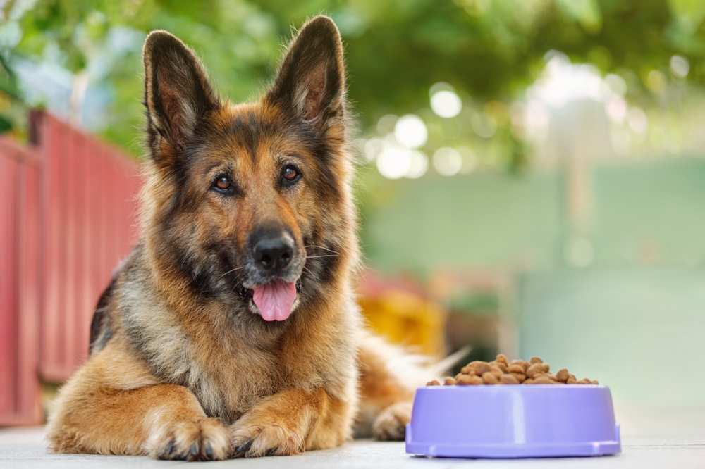 German Shepherd dog lying next to a bowl of kibbles