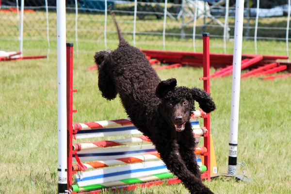 An Irish Water Spaniel. 