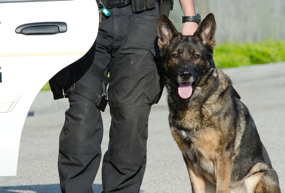 Police Dog beside an officer