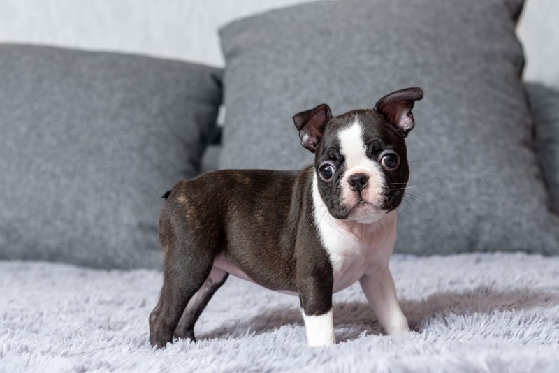 boston terrier puppy