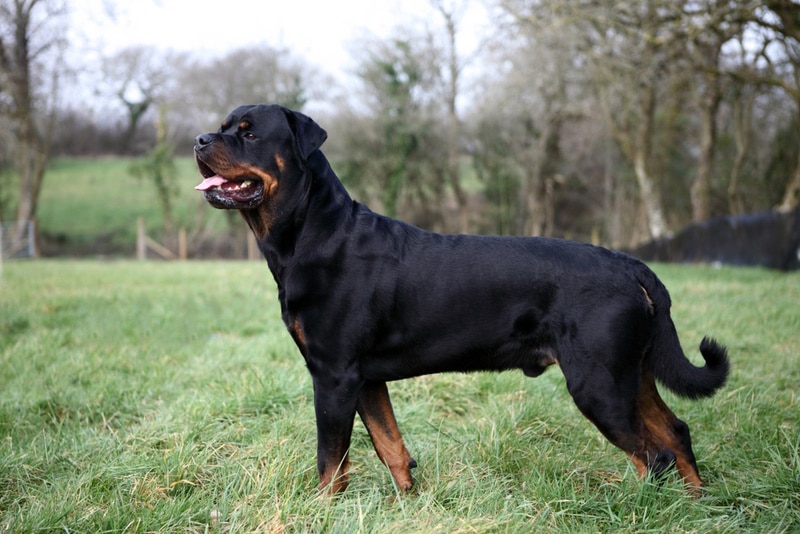 rottweiler dog in the grass