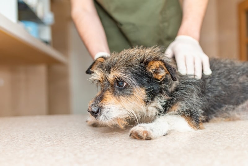 vet examining a dog in the clinic