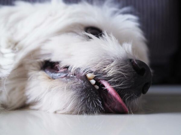 white dog lying on the floor having seizure