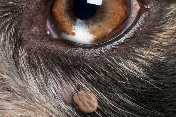 Close up of a tick near a dog's eye.