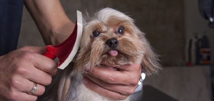 dog hairball blockage treatment
