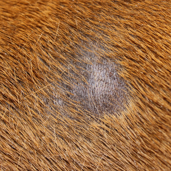 dog has small patches of fur missing