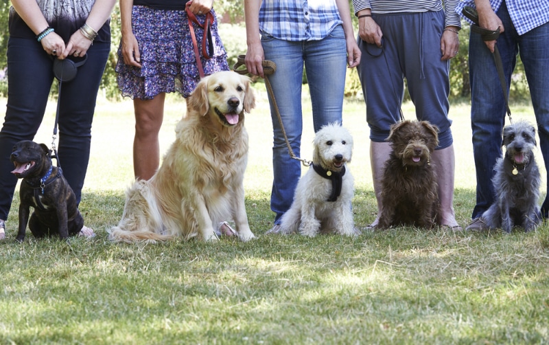 group of dogs and owners in obedience class