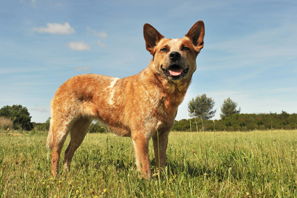 red heeler kelpie mix