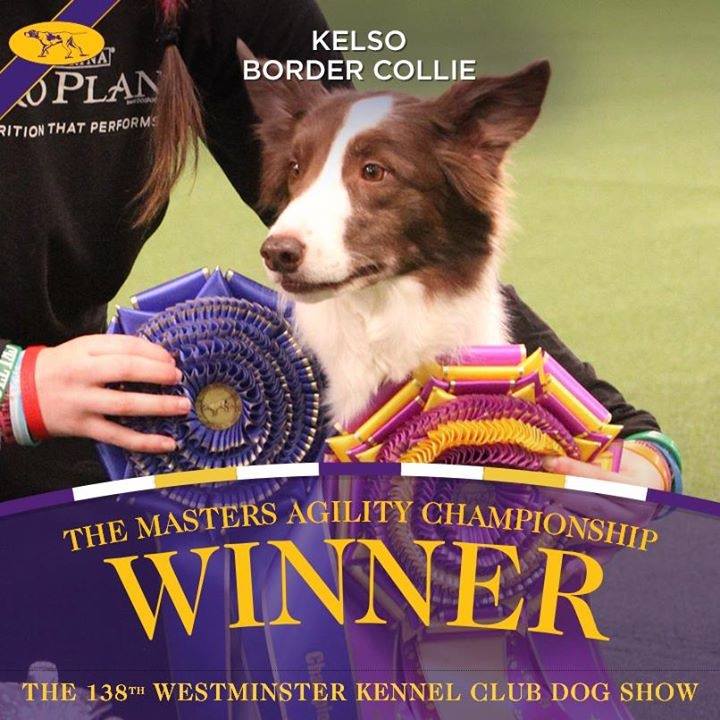 What It's Like to Attend the Westminster Dog Show's Agility Competition
