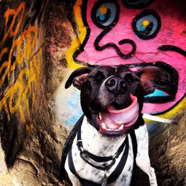 Lousy, a Pit Bull-Pointer mix, imitates this brightly colored background!