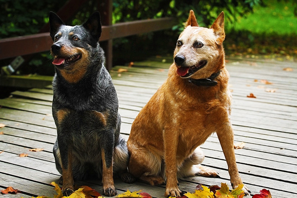 black and tan cattle dog