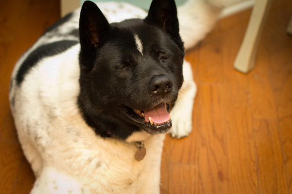 Tobu with a perfect Akita grin.