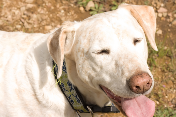 Roxie is a dog I cared for while her owners were away. During that time, I had to cut my late nights short so I could get home in time to let her out. It was fine for a while, but I was glad to have my independence returned to me.