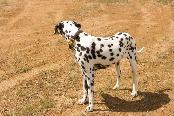 Dottie had a knack for getting herself into mischief.