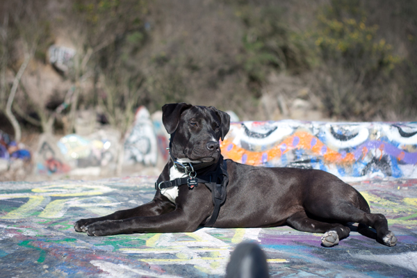 My friends' dog, Negra. I love getting to hang out with her ... but I am so glad I don't have to deal with her puppy energy in my own space!