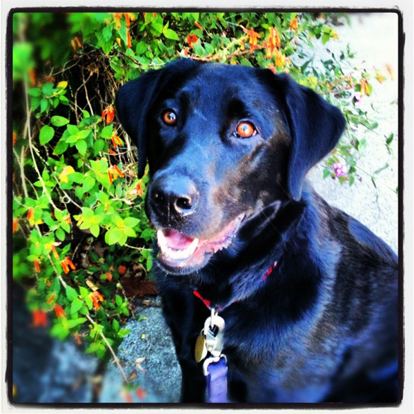 Without Ambroise, I wouldn't have stayed in San Francisco, and then I would not have ended up working at Dogster!