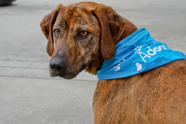 adopted dog pica adopted dog pica