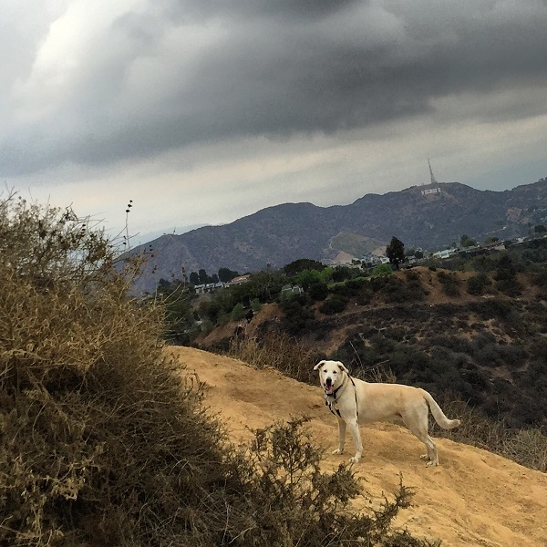 Clover, a Golden Retriever mix, enjoys her chilly hike with a view of the Hollywood sign. (All photos by Wendy Newell)