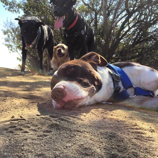 Getting down on the ground was the best way to capture Pit Bull-Corgi mix Beaux's break from hiking.