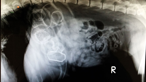 What Do Dogs Eat? EVERYTHING, According to These XRays