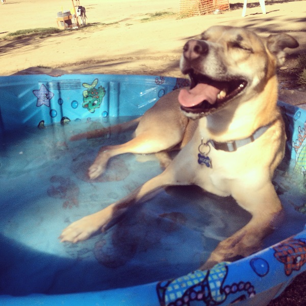 Bella, a Shepherd-Husky mix, doesn't have to look at the camera for you to know she is enjoying her dip in the pool.