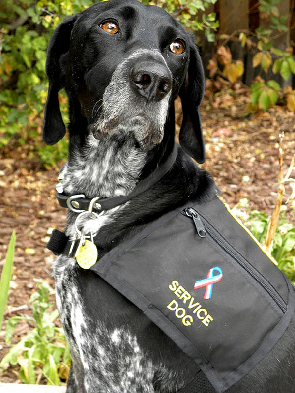 Get To Know The German Shorthaired Pointer Making The Point On