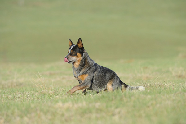 dingo heeler mix