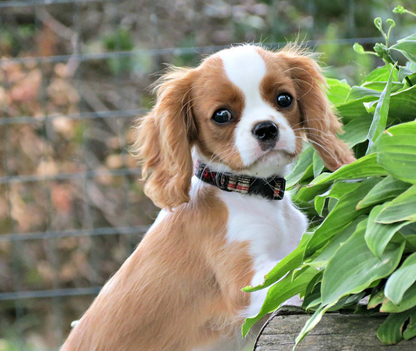 king james dog cavalier