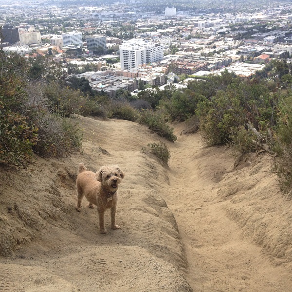 Maisie, a Schnoodle, shares the frame with a great view of Hollywood.